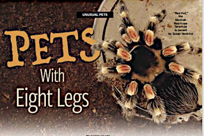 UNUSUAL PETS: Pets With Eight Legs