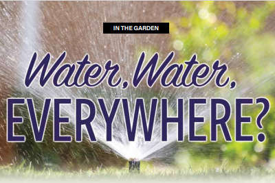 IN THE GARDEN: Water, Water, EVERYWHERE?