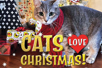 FEATURE: Cats Love Christmas