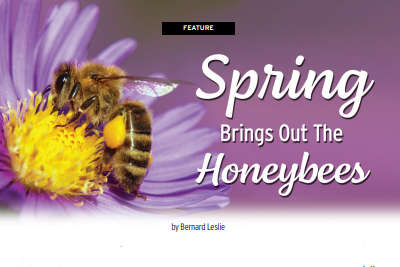 FEATURE: Spring Brings Out the Honeybees