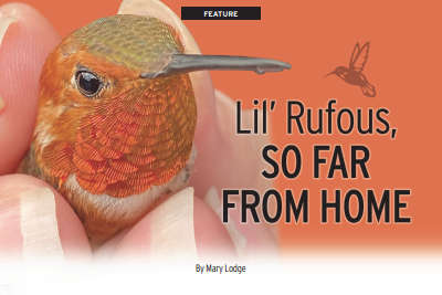 FEATURE: Li'l Rufous, So Far From Home